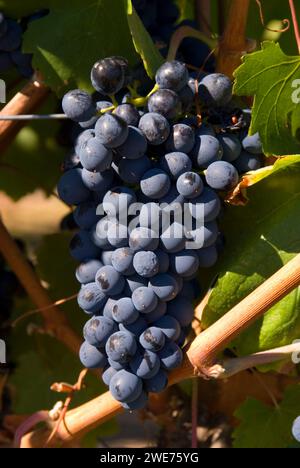 Weinberg Trauben, Yakima County, Washington Stockfoto