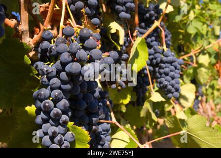 Weinberg Trauben, Yakima County, Washington Stockfoto