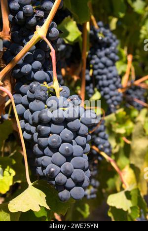 Weinberg Trauben, Yakima County, Washington Stockfoto