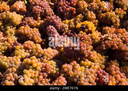 Weinberg Trauben, Yakima County, Washington Stockfoto