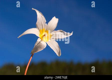 Lawine Lily, Mt Rainier-Nationalpark, Washington Stockfoto