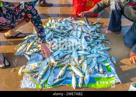 Fischmarkt Session Seeszene Menschen versammelten sich im Korb Fischverkauf, anstrengende Ruderfischer brachten an Land Fischerdorf in Phan Thiet Stockfoto