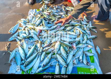 Fischmarkt Session Seeszene Menschen versammelten sich im Korb Fischverkauf, anstrengende Ruderfischer brachten an Land Fischerdorf in Phan Thiet Stockfoto