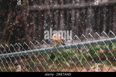 Robin auf einem Metallzaun im Schnee Stockfoto