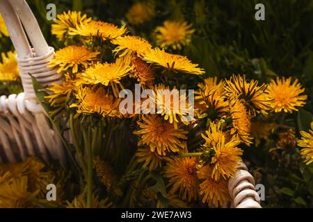 Frisch gesammelte Löwenzahnblüten in einem Korb für selbstgemachten Sirup und Wein in Hamilton, Ontario Stockfoto