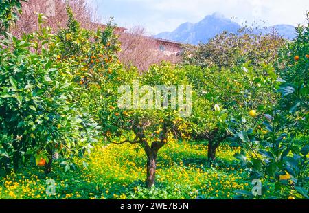 Orangenbäume (Citrus x sinensis L.) mit Reifen Orangen beladen mit Früchten in einem ländlichen Garten, Plantage mit blühenden gelben Blumen, die Berge Stockfoto
