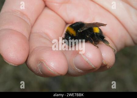 Große Erdhummel (Bombus terrestris), erschöpftes Tier, das auf einer menschlichen Hand sitzt, Nahaufnahme mit sichtbarem Schmutz, Makroaufnahme, Wildbiene, Rettung Stockfoto