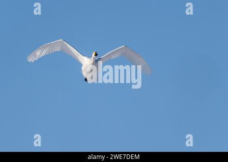 Tundra-Schwan (Cygnus bevickii), fliegend, Emsland, Niedersachsen, Deutschland Stockfoto