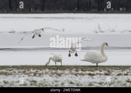 Stummschwäne (Cygnus olor) und Singschwäne (Cygnus cygnus), Emsland, Niedersachsen, Deutschland Stockfoto