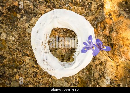 Traditionelles süßes Gebäck aus Almodovar, Donut mit Puderzucker, Alentejo, Portugal Stockfoto