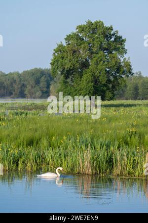 Feuchtgebiete, Feuchtwiesen, Wasseroberfläche, stummer Schwan (Cygnus olor), Sumpfiris (Iris pseudacorus) in Blüte, Englische Eiche (Quercus robur), Barnbruchswiesen Stockfoto