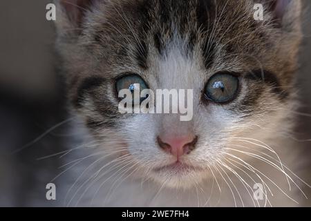 Porträt einer Katze, Nahaufnahme, Mecklenburg-Vorpommern, Deutschland Stockfoto