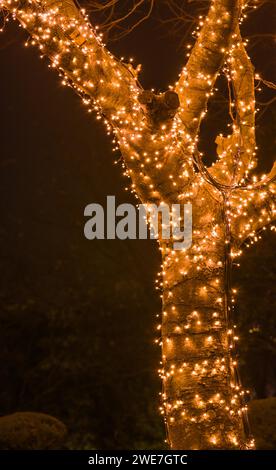 Nachtfoto eines Baumes, der mit winzigen weißen Weihnachtslichtern bedeckt ist, mit verschwommenem Hintergrund in Südkorea Stockfoto