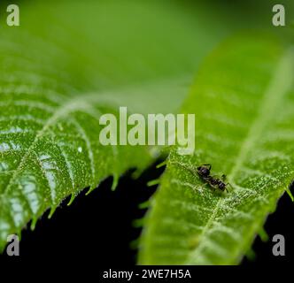 Nahaufnahme einer kleinen schwarzen Ameise auf einem grünen Blatt mit verschwommenem Hintergrund, aufgenommen nachts Stockfoto