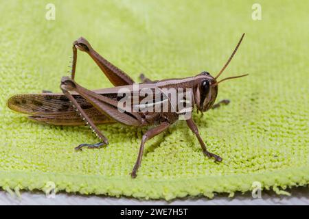 Nahaufnahme eines braunen Grashüpfers auf grüner Mikrofaserkleidung Stockfoto