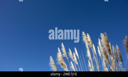 Federnde Pampas vor einem atemberaubenden blauen Himmel, Verbindung zur Natur und Gefühl wie ein freier Geist. Stockfoto