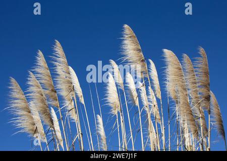 Federnde Pampas vor einem atemberaubenden blauen Himmel, Verbindung zur Natur und Gefühl wie ein freier Geist. Stockfoto