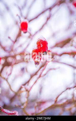 Rote Rosenhüften (Rosa canina), im Winter mit Schnee bedeckt, Jena, Thüringen, Deutschland Stockfoto