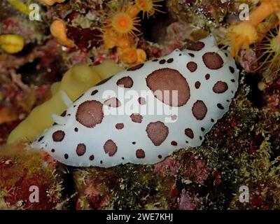 Leopardenschnecke (Discodoris atromaculata), Tauchplatz Meeresschutzgebiet Cap de Creus, Rosas, Costa Brava, Spanien, Mittelmeer Stockfoto