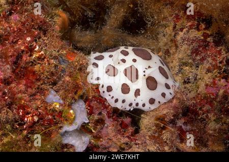 Leopardenschnecke (Discodoris atromaculata), Tauchplatz Meeresschutzgebiet Cap de Creus, Rosas, Costa Brava, Spanien, Mittelmeer Stockfoto