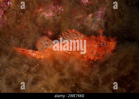 Rote Skorpionfische (Scorpaena scrofa), Seesau auf dem Meeresboden mit Algen, Tauchplatz Cap de Creus Marine Reserve, Rosas, Costa Brava Stockfoto