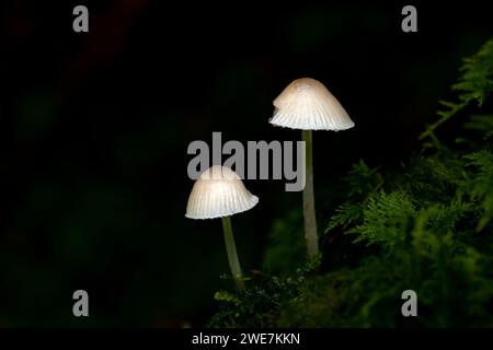 Mycena epipterygiepilz auf Moos vor dunklem Hintergrund, Mindelheim, Unterallgaeu, Bayern, Deutschland Stockfoto