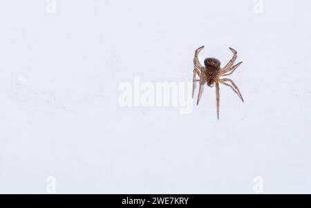 Eine ca. 5 mm große Spinne auf reinweißem Hintergrund, betont durch ein klares und minimalistisches Bild, Makroaufnahme, Deutschland Stockfoto