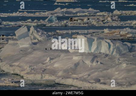 Jungpinguine auf Snow Hill Island, ihrem nördlichsten Brutgebiet Stockfoto