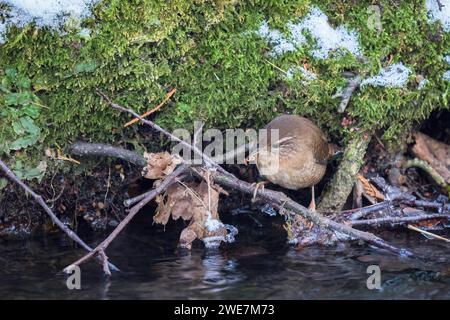 Eurasischer Zauner (Troglodytes troglodytes) an einem Bachufer mit Wurm, Winter, Hessen, Deutschland Stockfoto