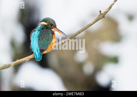 Gemeiner eisvogel (Alcedo atthis), weiblich, sitzend auf einem Ast, Winter, Hessen, Deutschland Stockfoto