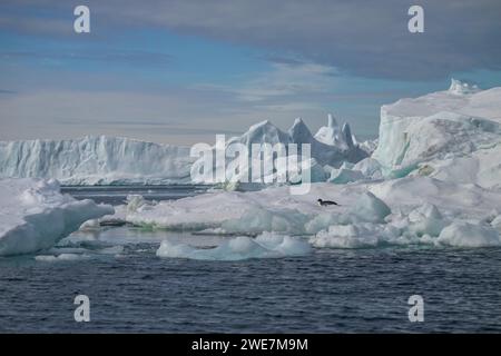 Jungpinguine auf Snow Hill Island, ihrem nördlichsten Brutgebiet Stockfoto