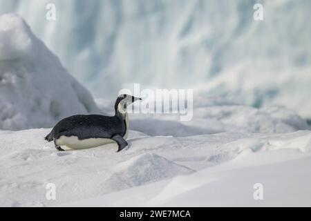 Jungpinguine auf Snow Hill Island, ihrem nördlichsten Brutgebiet Stockfoto