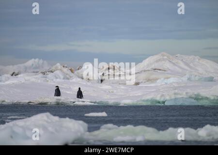 Jungpinguine auf Snow Hill Island, ihrem nördlichsten Brutgebiet Stockfoto