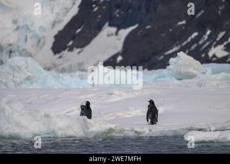 Jungpinguine auf Snow Hill Island, ihrem nördlichsten Brutgebiet Stockfoto