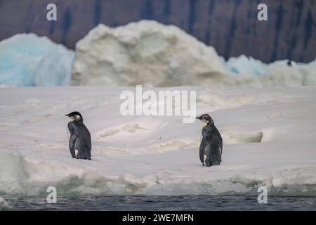 Jungpinguine auf Snow Hill Island, ihrem nördlichsten Brutgebiet Stockfoto