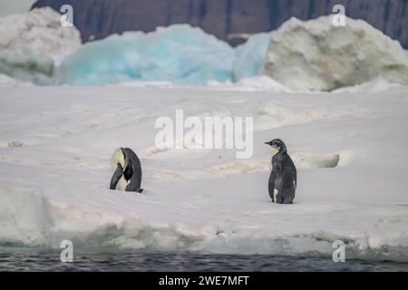 Jungpinguine auf Snow Hill Island, ihrem nördlichsten Brutgebiet Stockfoto