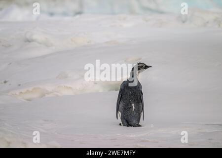 Jungpinguine auf Snow Hill Island, ihrem nördlichsten Brutgebiet Stockfoto