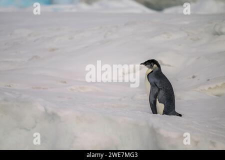 Jungpinguine auf Snow Hill Island, ihrem nördlichsten Brutgebiet Stockfoto