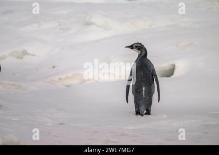 Jungpinguine auf Snow Hill Island, ihrem nördlichsten Brutgebiet Stockfoto