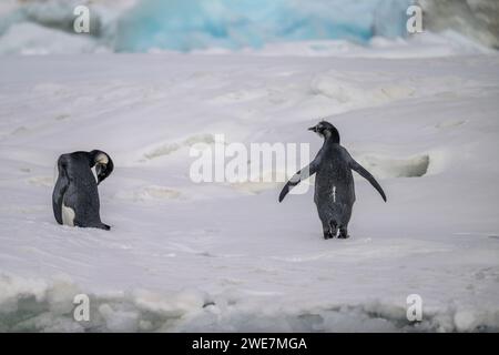 Jungpinguine auf Snow Hill Island, ihrem nördlichsten Brutgebiet Stockfoto