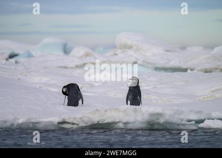 Jungpinguine auf Snow Hill Island, ihrem nördlichsten Brutgebiet Stockfoto