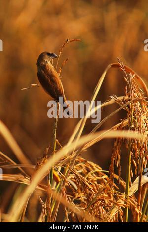 Juvenile schuppige Munien- oder Muskatnuss-Mannikin (lonchura punctulata), die auf einer Paddy-Garbe thront Stockfoto