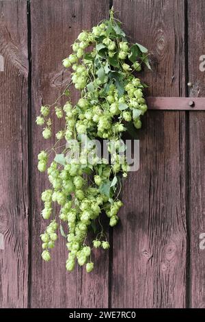 Hopfenzweige mit Kegeln und grünen Blättern. Zutat für die Bierherstellung. Brühen Stockfoto