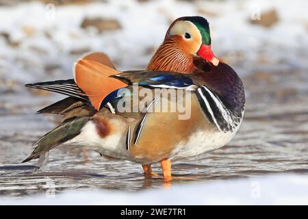 Mandarinenporträt im Winter, Quebec, Kanada Stockfoto