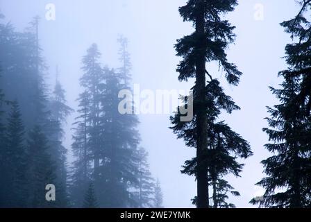 Nebelwald im Coal Creek Drainage, Mt. Baker-Snoqualmie National Forest, Washington Stockfoto