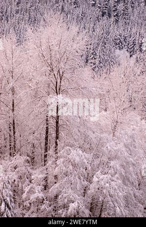 In der Nähe des Skykomish River, des Stevens Pass Greenway Scenic Byway, des Mt. Baker-Snoqualmie National Forest, Washington Stockfoto