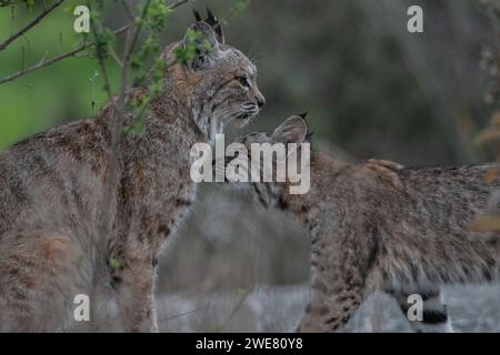 Eine Mutter und ein Kätzchen-Bobcat (Lynx rufus) aus der San Francisco Bay Area in Kalifornien, USA. Stockfoto