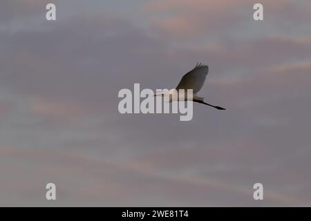 Einsamer Großreiher (Ardea alba) im Flug in der Abenddämmerung vor dem Hintergrund des Himmels. Auch Gemeiner Reiher oder großer Reiher oder großer Weißreiher und auch großer wh genannt Stockfoto