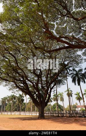 Blick auf einen riesigen alten Baum in den Räumlichkeiten der Kirche der Bom Jesus Basilika in Goa, Indien. Stockfoto