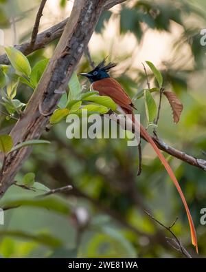 Ein wunderschöner männlicher Fliegenfänger (Terpsiphone paradisi), der auf einem Baumzweig im Garten thront. Stockfoto